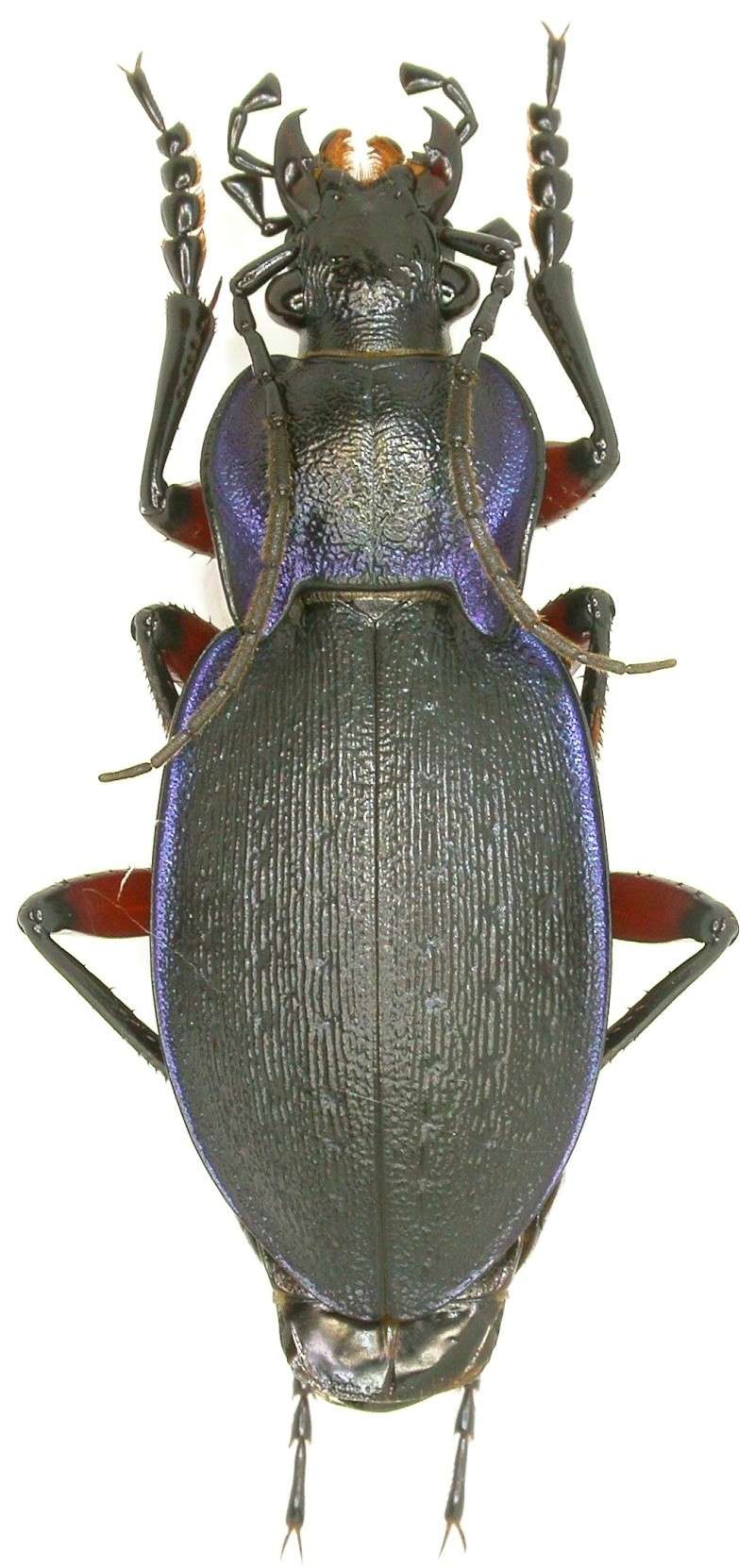 [C.(Oreocarabus) amplipennis femoralis] : Portugal Dscn0420