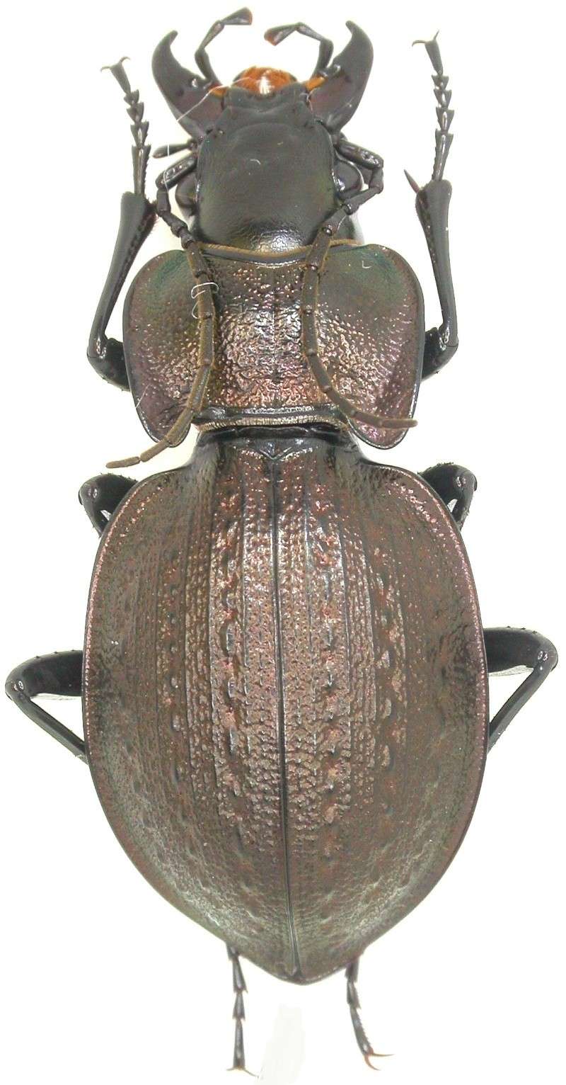 [C.(Mesocarabus) lusitanicus antiquus]  Portugal Dscn0710