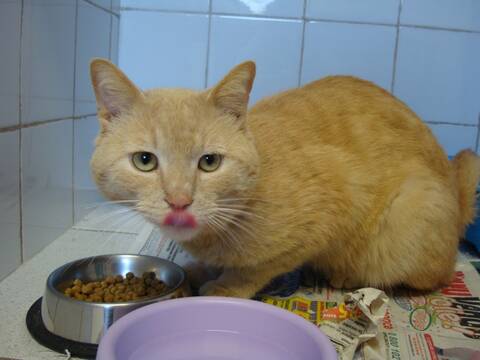 Trouve Chat Roux Clair Plaisance La Salvetat St Gilles