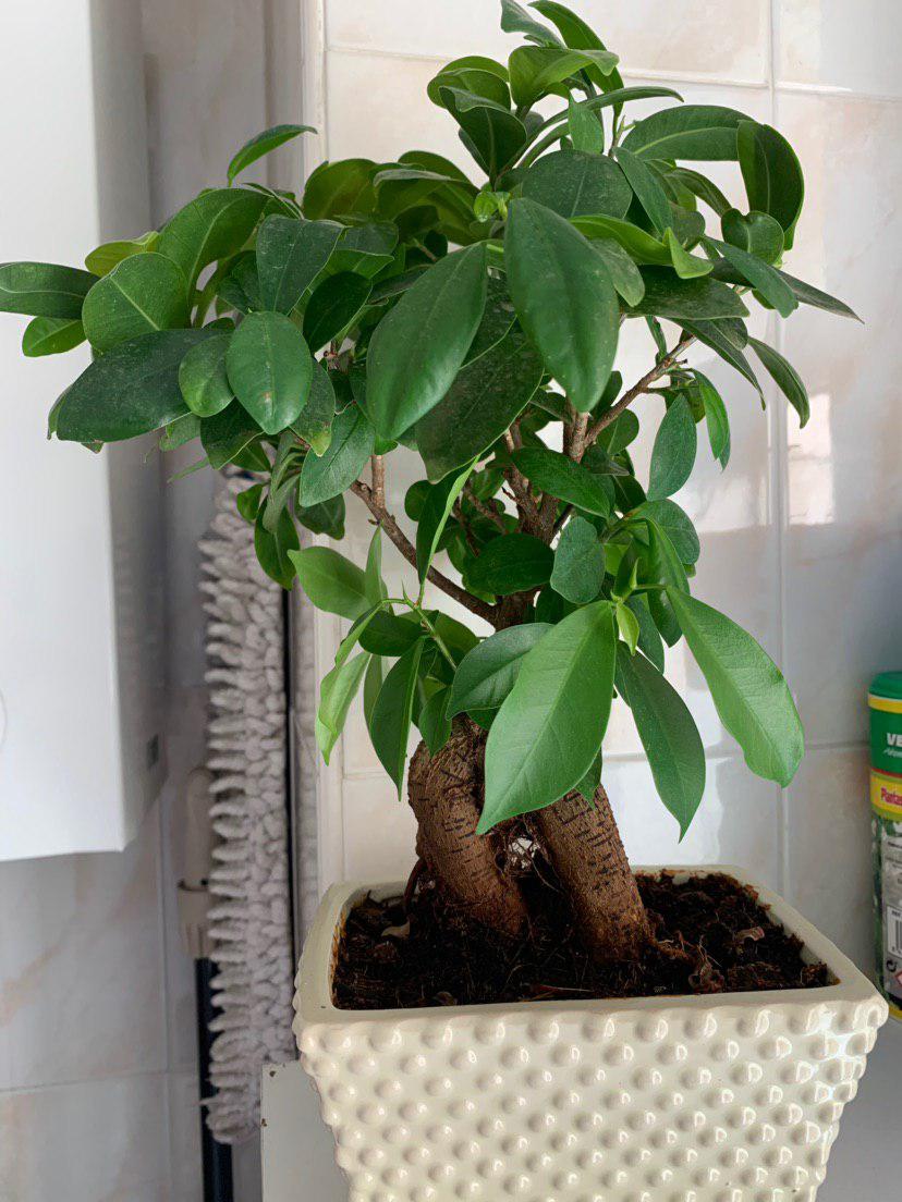Mi primer bonsai - Ficus ginseng Photo_11