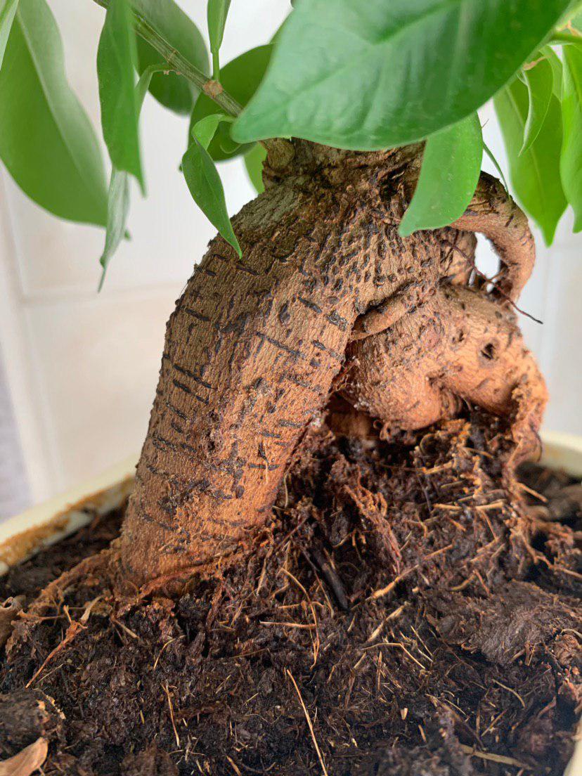 Mi primer bonsai - Ficus ginseng Photo_12
