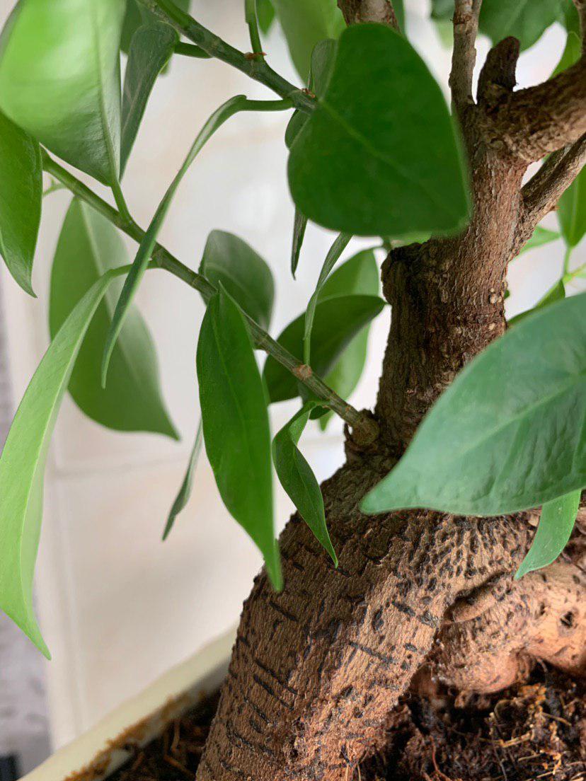 Mi primer bonsai - Ficus ginseng Photo_13