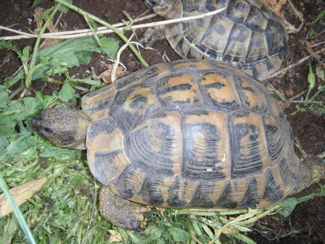 Identification de trois tortues ! Dscf6710