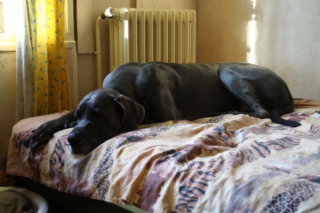 ce n'est pas un mastiff mais un dogue allemand - Page 3 Img_7813