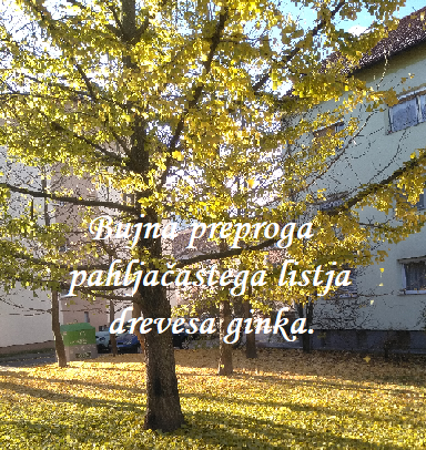 HAIKU - Page 20 Bujna_10