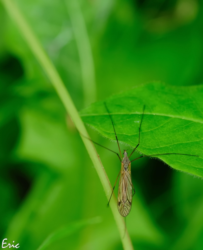 Etirement matinal Insect10