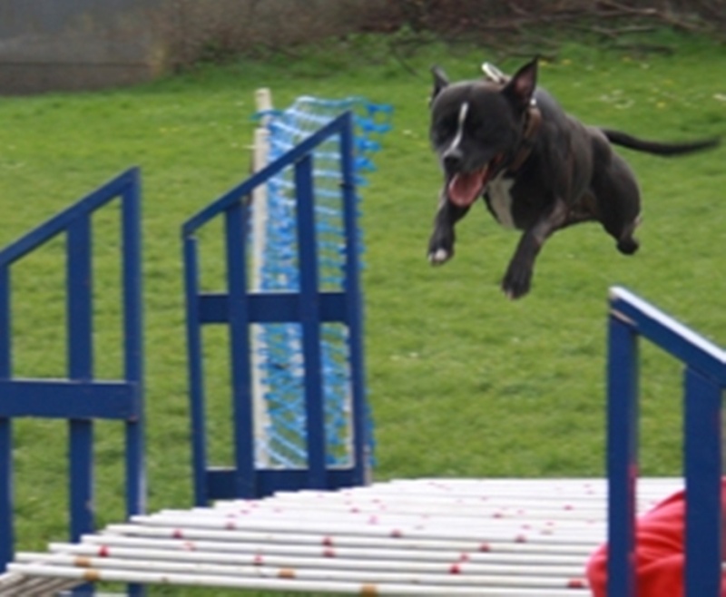 Please choose and post your favorite athletic/action picture of your dog! B210