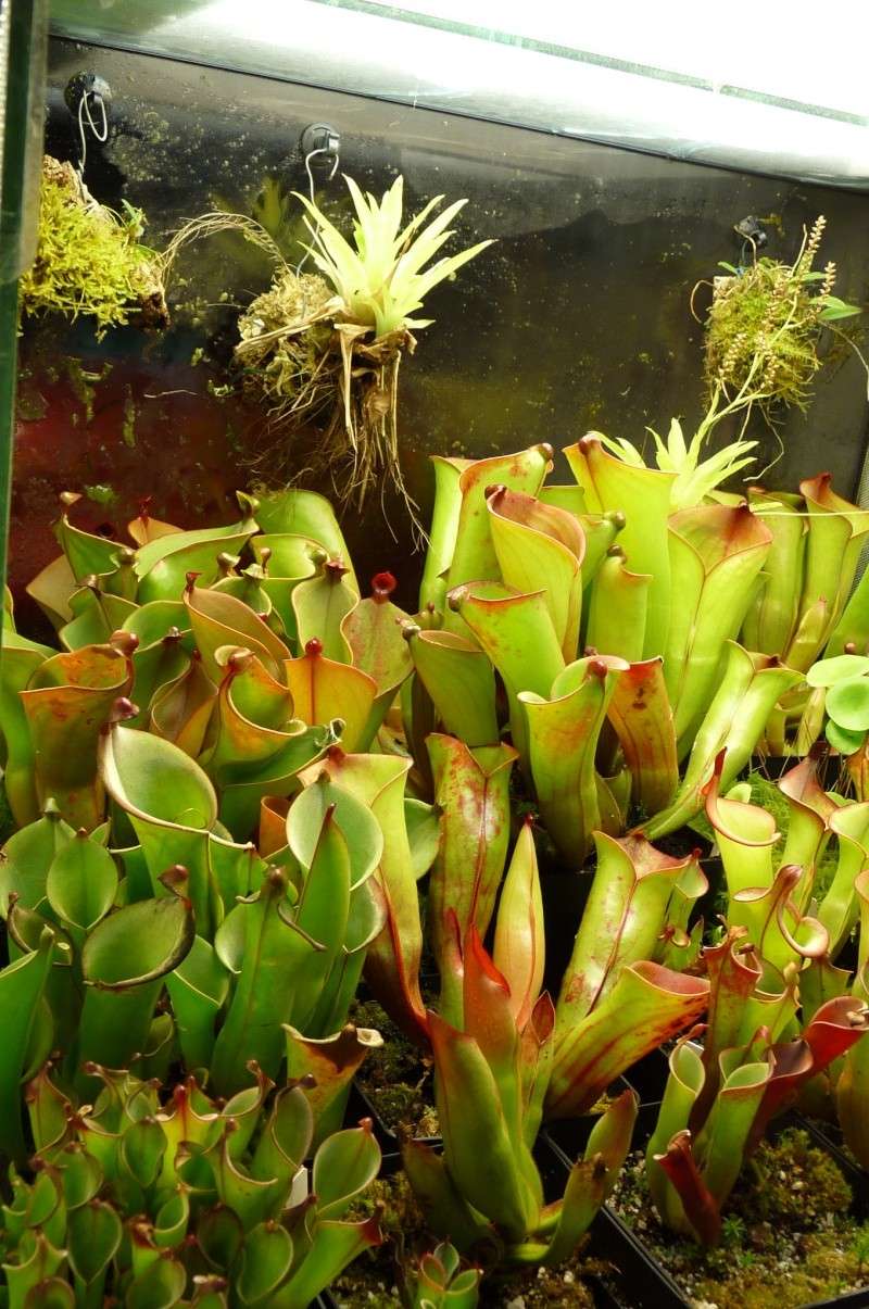 Ma collection d'Heliamphora P1190413