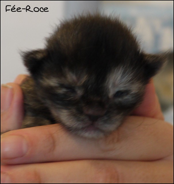 Les chatons 2010 du Bois des Dryades Fee0510