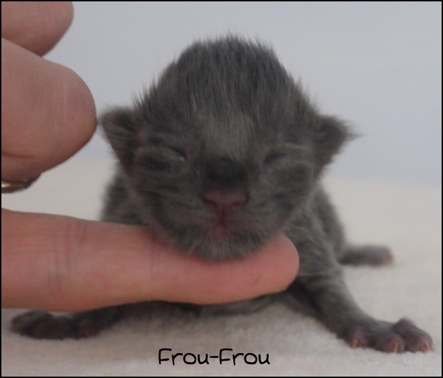 Les chatons 2010 du Bois des Dryades Froufr13