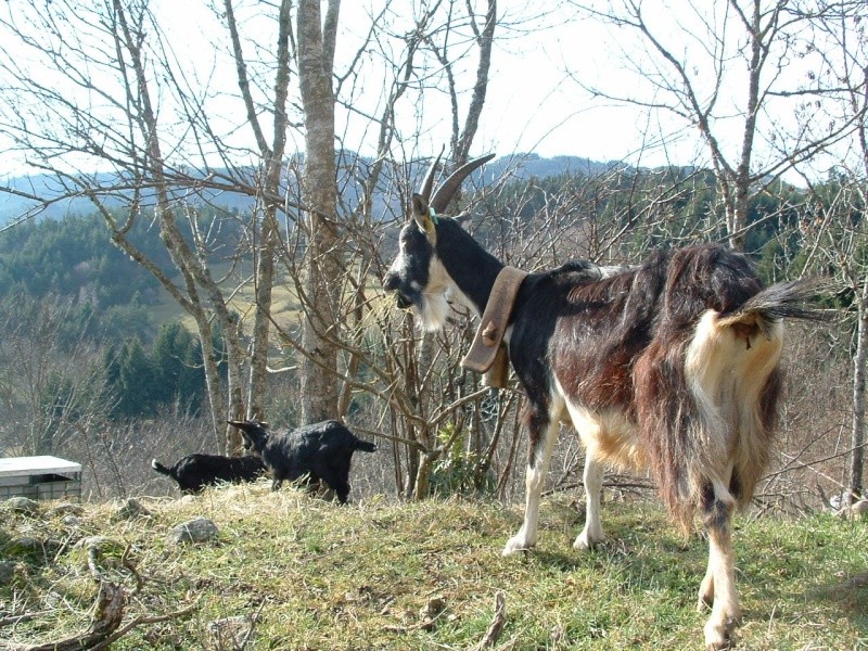 La chèvre Massif-Central Chevre10