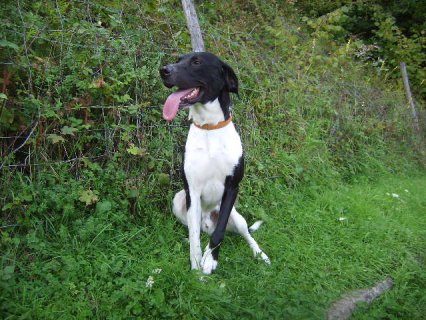 Thor crois braque/labrador 2ans Arlon710