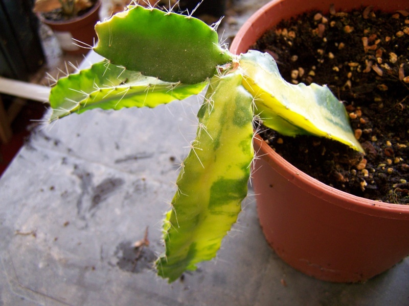 Hylocereus undatus variegata A_00211