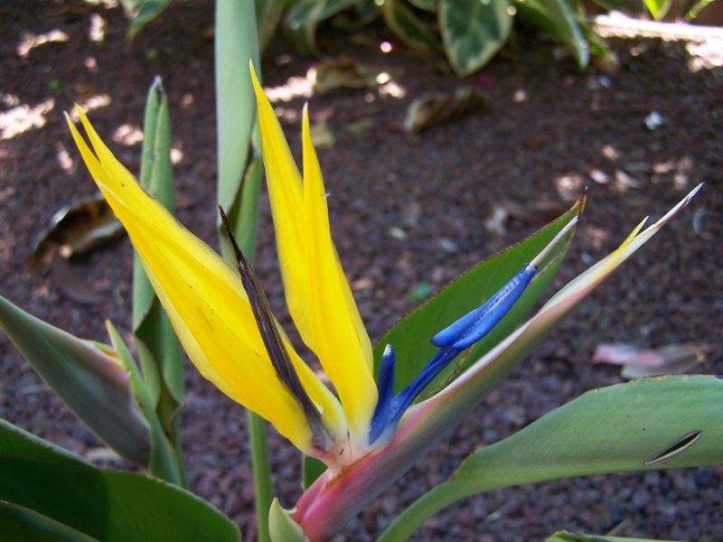 Dwarf strelitzia reginae mandela's gold A_00612