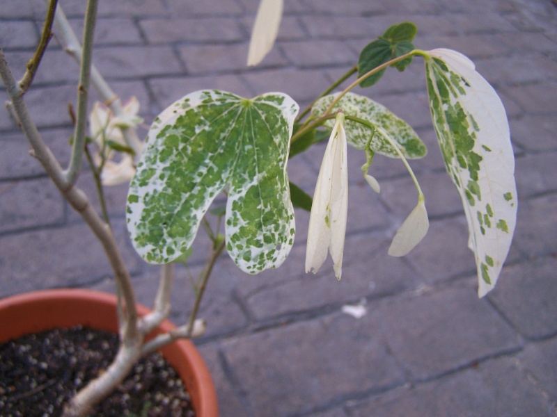 Bauhinia purpurea variegata (feuilles panachées) A_01011