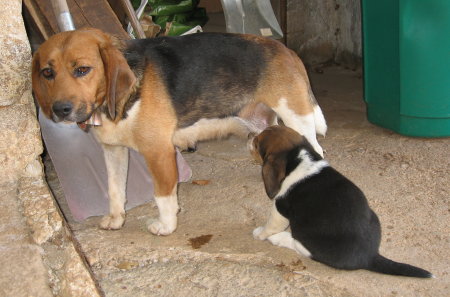 Petits beagles  Img_8311