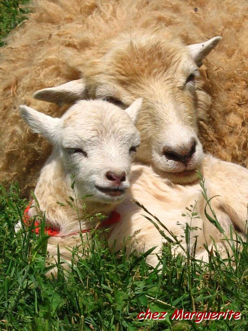 Photos de vos moutons pour la page d'accueil Img_9712