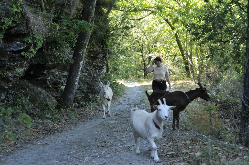 Donne un couple, chêvre, bouc castré, dans le 04 [ADOPTES] - Page 2 _dsc0812