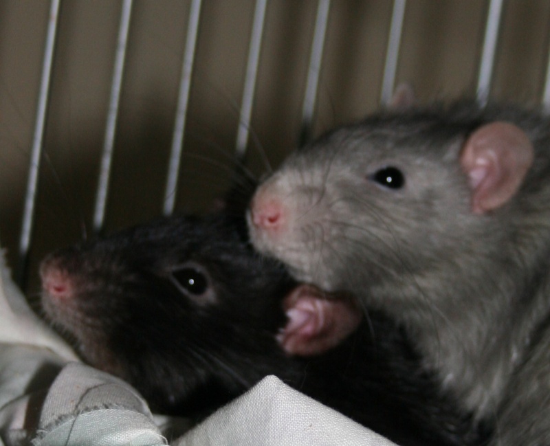 [donne] 2 rats dans le nord (lille) à adopter ensemble Momo_b11