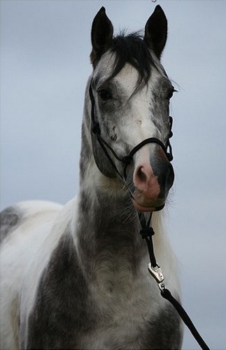 kaizen light ♣ paint horse (é) Cheval10