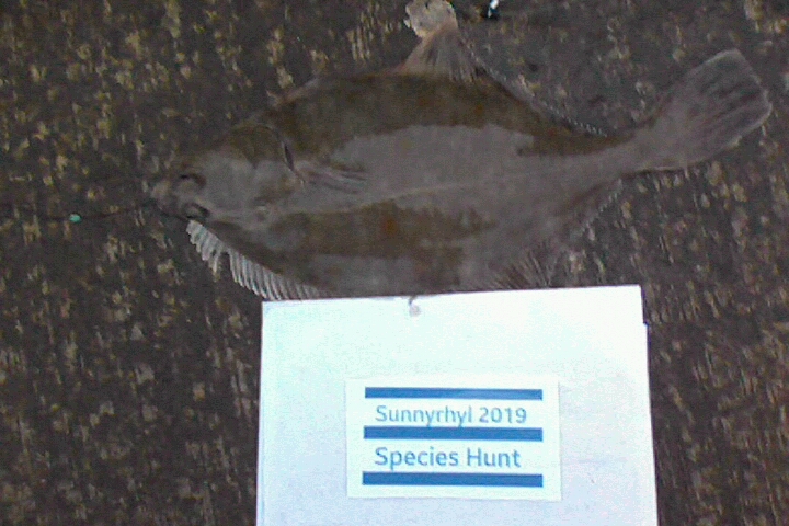Squidward`s 2019 species 14205511