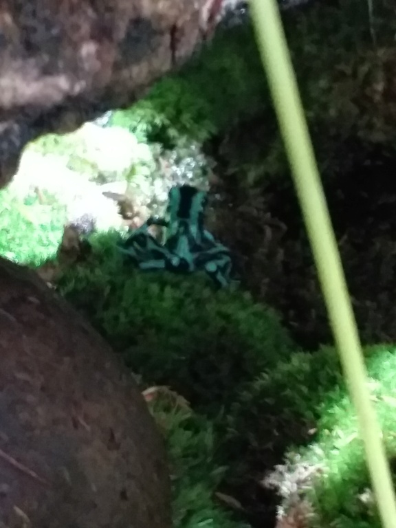 Explication technique en vidéo de mon terrarium à Dendrobates 20190833
