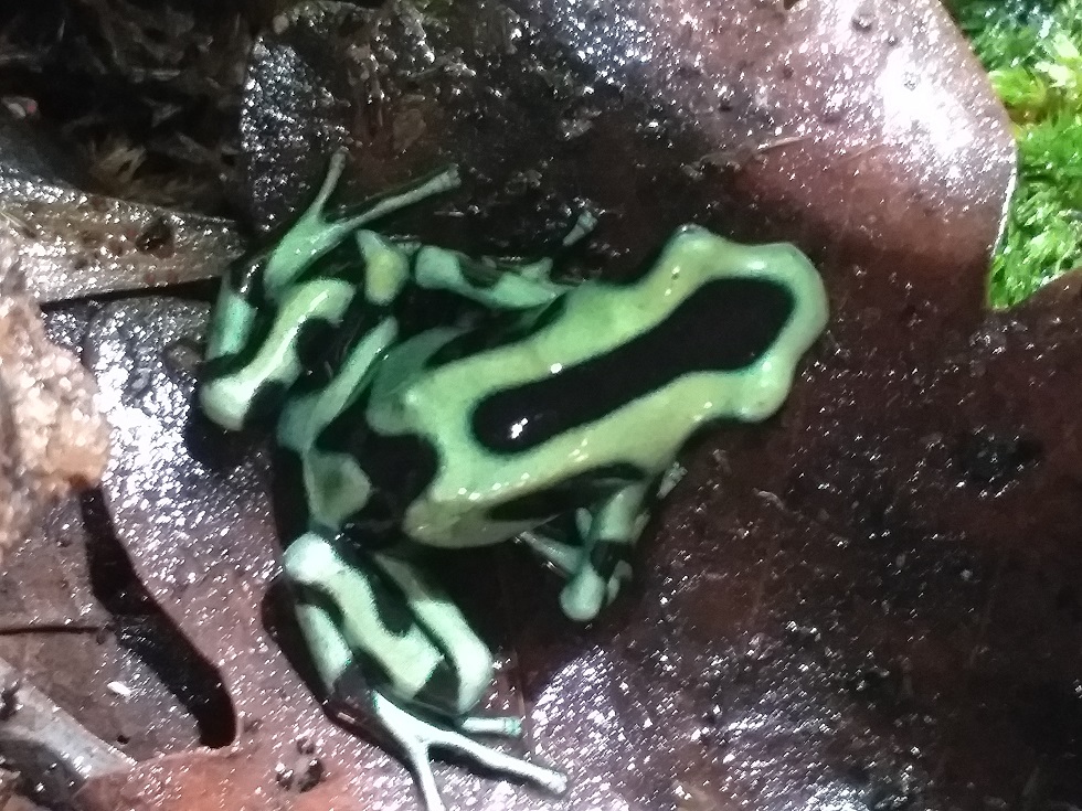 Fabrication de mon terrarium à Dendrobates en PVC expansé  recyclé !! 20190913