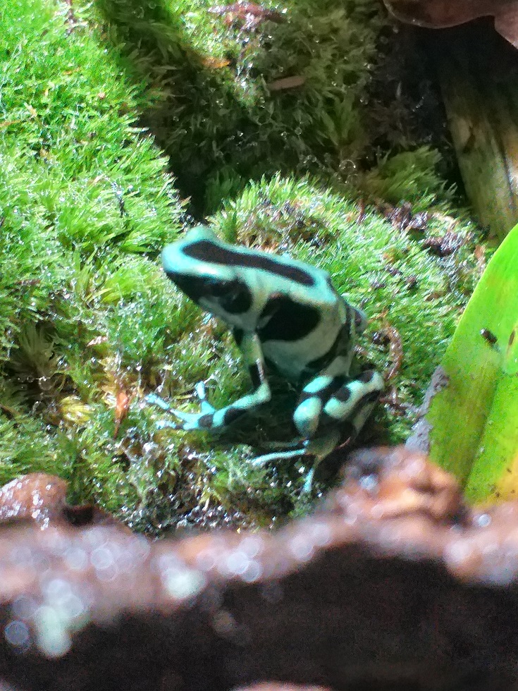 Fabrication de mon terrarium à Dendrobates en PVC expansé  recyclé !! 20190917