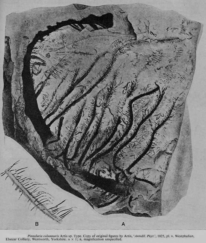 Calamites Schlotheim ,1820.  Annularia sternberg , 1822 .  - Page 2 File2310
