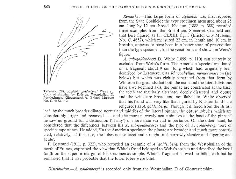 Aphlebia Presl , 1838 . File3711