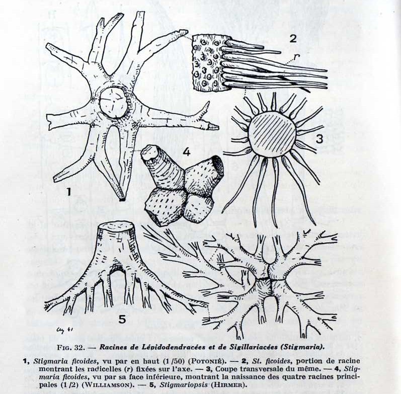 Stigmaria Brongniart , 1822 .  Img03710