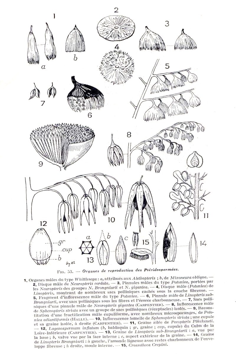 Dicksonites Sterzel , 1881. Img17310