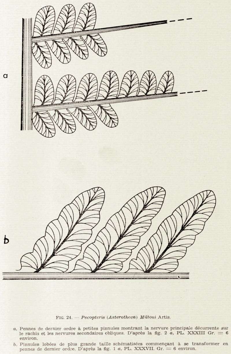 Pecopteris (Brongniart ) , Sternberg 1825. Img45010