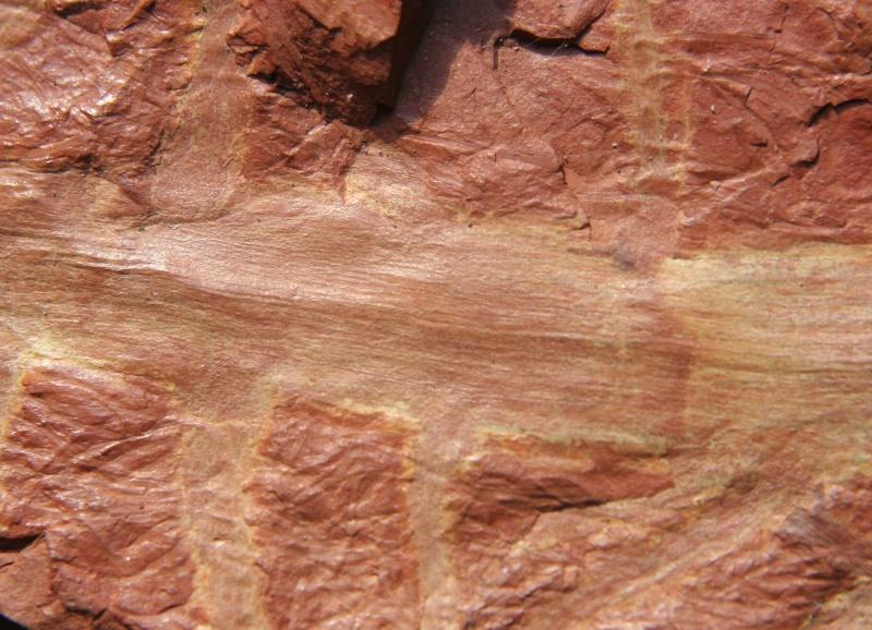 Calamites Schlotheim ,1820. Annularia sternberg , 1822 . - Page 2 Img_7111