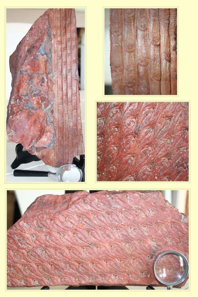 Lepidodendron Sternberg , 1820 . Pl_lep10