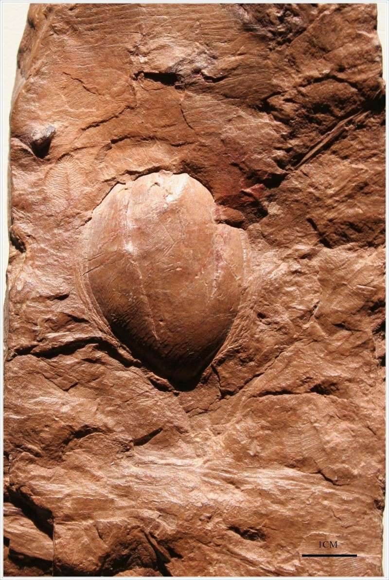 Trigonocarpus Pachytesta Hexagonocarpus Seed_710
