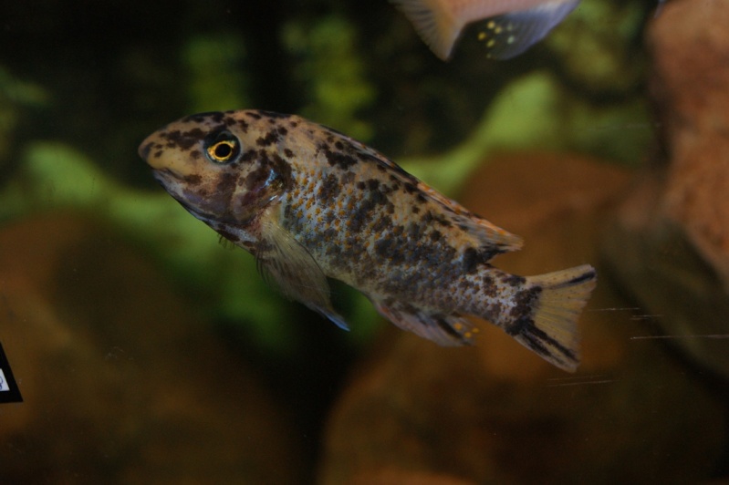 Labeotropheus fuelleborni Dsc00816