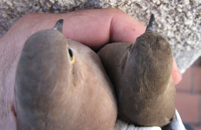 Sexage par les éleveurs (Metriopelia). Img_0214