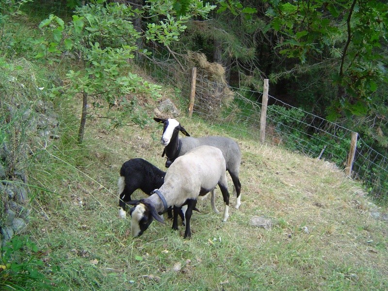 Nos brebis sont arrivées Dsc01817