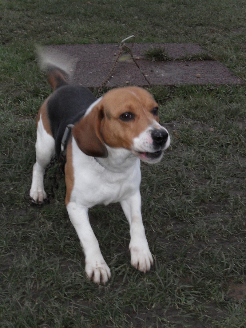   BOON, beagle mâle, 4 ans (Picardie) Adopté - Page 2 Sdc13917