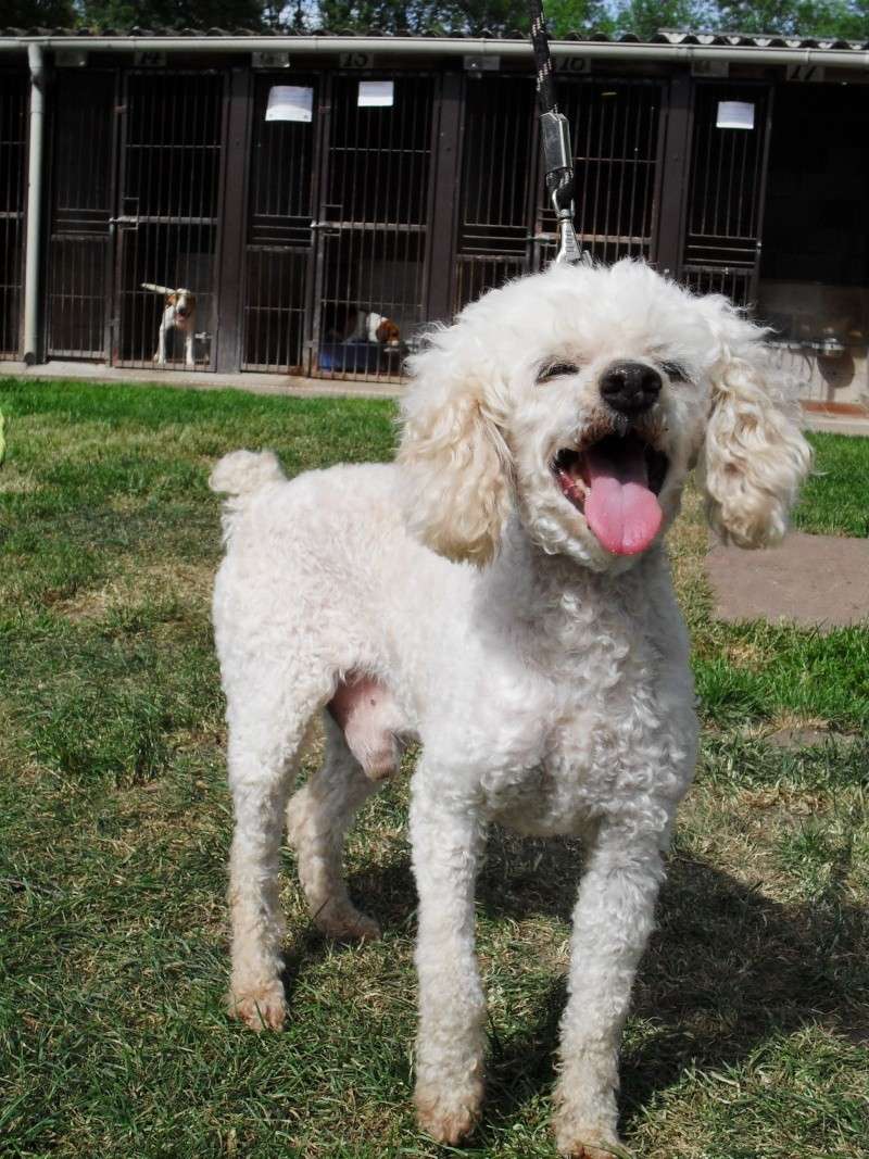 DANDY CANICHE ABRICOT 10 ANS EN REFUGE EN PICARDIE Sdc14810