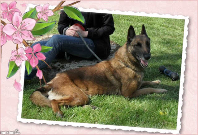 VANY Type berger belge Malinoise 7 ans (60)  Vany10