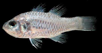 سمكة أبو جنيد Apogon11