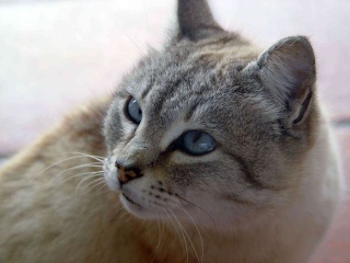 صور قطط          Cat-4711