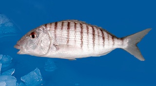 سمكة المرمير Mabre210