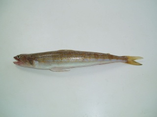 سمكة السويسي P1180010