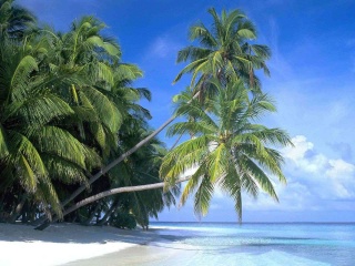 صور طبيعة  Palm2011