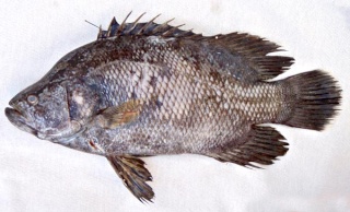 سمكة  الشبارة Ptrips11