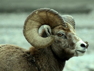 صور             Sheep211