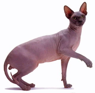 صور قطط          Sphynx11